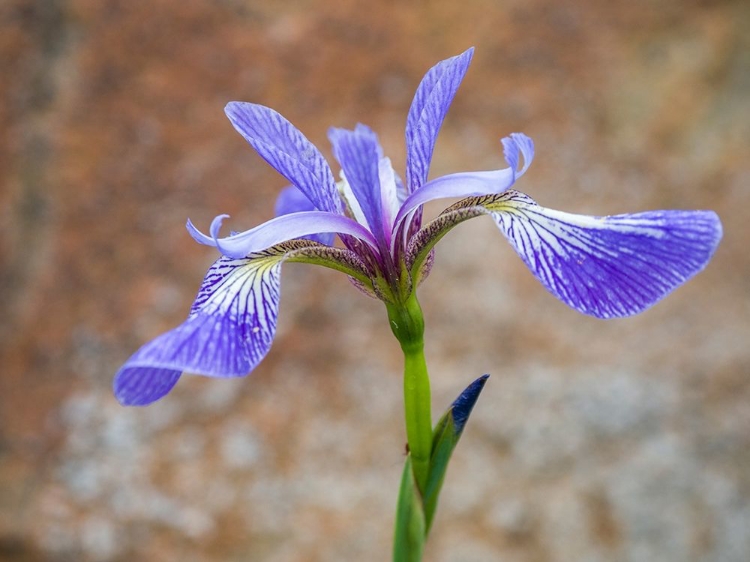 Picture of MAINE WILD IRIS-SCHOODIC POINT-SCHOODIC PENINSULA-ACADIA NATIONAL PARK