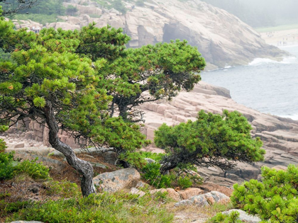 Picture of MAINE OTTER CLIFFS AND THE ATLANTIC OCEAN IN ACADIA NATIONAL PARK