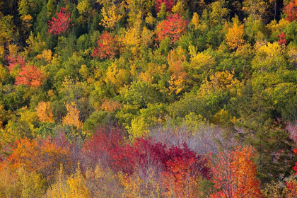Picture of MAINE FALL FOLIAGE IN ACADIA NATIONAL PARK