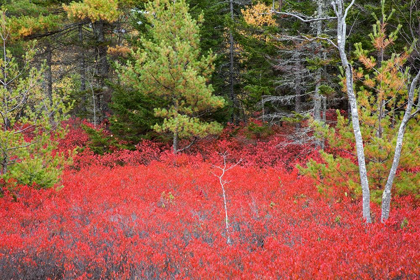 Picture of MAINE RED BLUEBERRY BUSHES IN ACADIA NATIONAL PARK