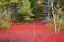 Picture of MAINE RED BLUEBERRY BUSHES IN ACADIA NATIONAL PARK