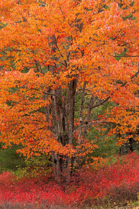 Picture of MAINE AUTUMN TREE WITH RED BLUEBERRY BUSHES IN ACADIA NATIONAL PARK