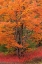 Picture of MAINE AUTUMN TREE WITH RED BLUEBERRY BUSHES IN ACADIA NATIONAL PARK