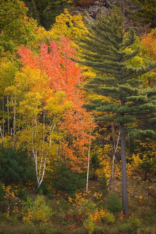 Picture of MAINE FALL FOLIAGE IN ACADIA NATIONAL PARK