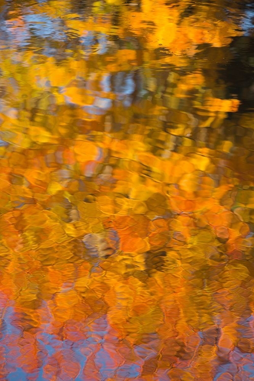 Picture of MAINE ABSTRACT REFLECTIONS IN A POND IN ACADIA NATIONAL PARK