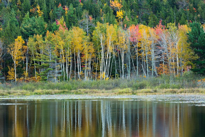 Picture of MAINE FALL REFLECTIONS AT BEAVER DAM POND IN ACADIA NATIONAL PARK
