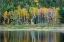 Picture of MAINE FALL REFLECTIONS AT BEAVER DAM POND IN ACADIA NATIONAL PARK