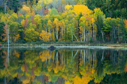 Picture of MAINE REFLECTIONS AT BEAVER DAM POND IN ACADIA NATIONAL PARK