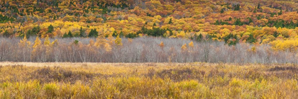 Picture of MAINE-MT DESERT ISLAND-ACADIA NATIONAL PARK-AUTUMN FOLIAGE