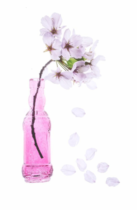 Picture of MARYLAND-BETHESDA PINK VASE WITH CHERRY BLOSSOMS