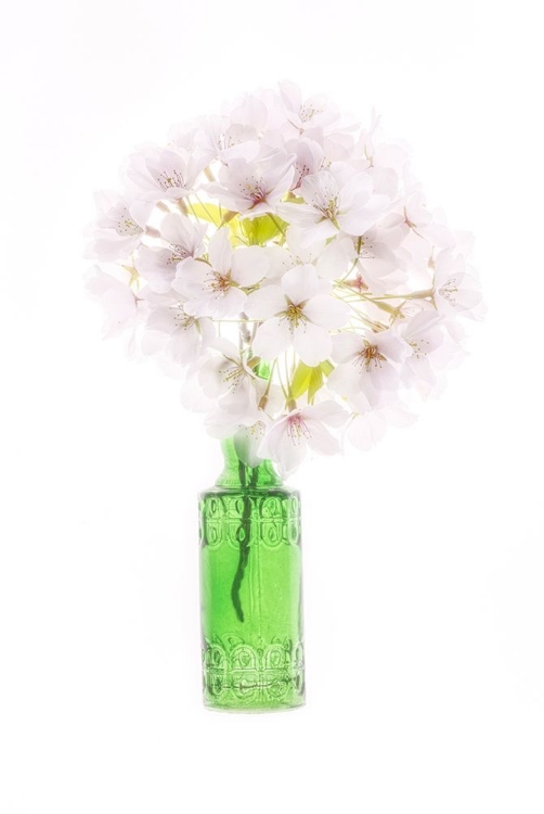 Picture of MARYLAND-BETHESDA GREEN VASE WITH CHERRY BLOSSOMS