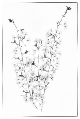 Picture of MARYLAND-BETHESDA CHERRY BLOSSOMS IN BLACK AND WHITE