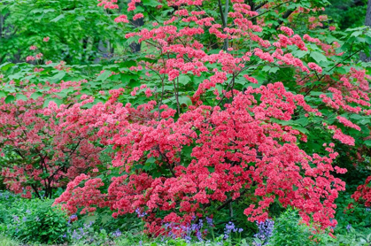 Picture of PINK AZALEA BUSH AT ARNOLD ARBORETUM HERALDS SPRINGTIME