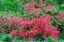 Picture of PINK AZALEA BUSH AT ARNOLD ARBORETUM HERALDS SPRINGTIME