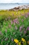 Picture of IPSWICH BAY-ANNISQUAM-MASSACHUSETTS-USA