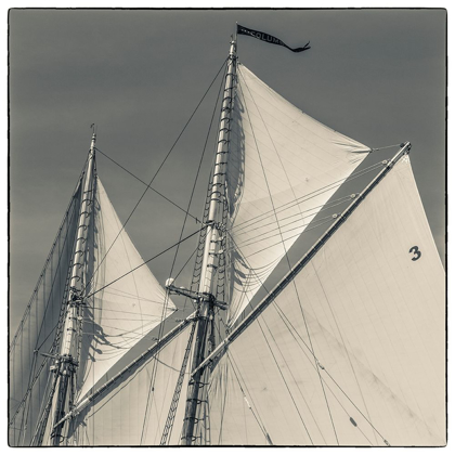 Picture of NEW ENGLAND-MASSACHUSETTS-CAPE ANN-GLOUCESTER-GLOUCESTER SCHOONER FESTIVAL-SCHOONER SAILS