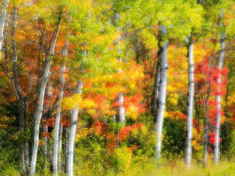 Picture of US-MICHIGAN-UPPER PENINSULA FALL COLORS IN THE FOREST