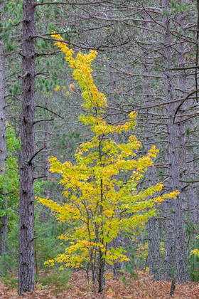 Picture of YELLOW MAPLE TREE IN PINE FOREST IN FALL-ALGER COUNTY-MICHIGAN