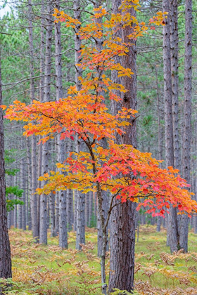 Picture of RED MAPLE TREE IN PINE FOREST IN FALL-ALGER COUNTY-MICHIGAN