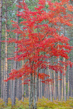 Picture of RED MAPLE TREE IN PINE FOREST IN FALL-ALGER COUNTY-MICHIGAN