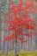 Picture of RED MAPLE TREE IN PINE FOREST IN FALL-ALGER COUNTY-MICHIGAN