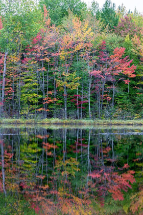 Picture of THORNTON LAKE IN FALL COLOR-ALGER COUNTY-MICHIGAN