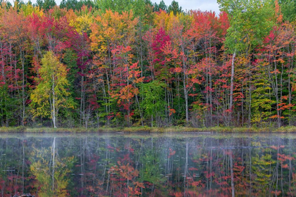 Picture of THORNTON LAKE IN FALL COLOR-ALGER COUNTY-MICHIGAN