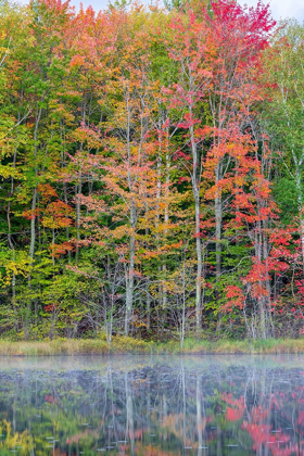 Picture of THORNTON LAKE IN FALL COLOR-ALGER COUNTY-MICHIGAN