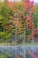 Picture of THORNTON LAKE IN FALL COLOR-ALGER COUNTY-MICHIGAN