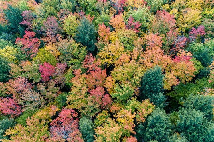 Picture of AERIAL VIEW OF HUGOBOOM LAKE IN FALL COLOR-ALGER COUNTY-MICHIGAN