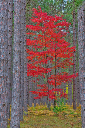 Picture of RED MAPLE TREE IN PINE FOREST IN FALL-ALGER COUNTY-MICHIGAN