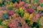 Picture of AERIAL VIEW OF HUGOBOOM LAKE IN FALL COLOR-ALGER COUNTY-MICHIGAN