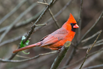 Picture of MINNESOTA-MENDOTA HEIGHTS-MOHICAN LANE-NORTHERN CARDINAL