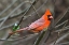 Picture of MINNESOTA-MENDOTA HEIGHTS-MOHICAN LANE-NORTHERN CARDINAL