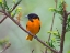 Picture of MINNESOTA-MENDOTA HEIGHTS-MOHICAN LANE-BALTIMORE ORIOLE