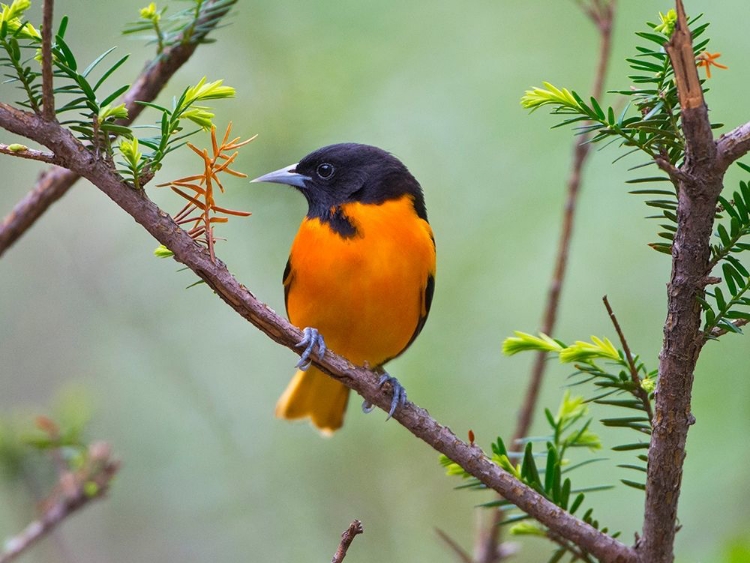 Picture of MINNESOTA-MENDOTA HEIGHTS-MOHICAN LANE-BALTIMORE ORIOLE