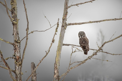 Picture of MINNESOTA-SAX-ZIM BOG GREAT GRAY OWL ON TREE BRANCH ON FOGGY WINTER MORNING 