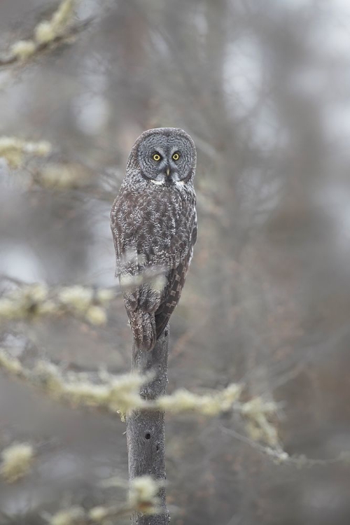 Picture of MINNESOTA-SAX-ZIM BOG GREAT GRAY OWL ON TREE BRANCH ON FOGGY WINTER MORNING 