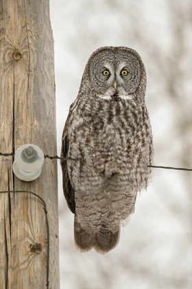 Picture of MINNESOTA-SAX-ZIM BOG GREAT GRAY OWL ON POWER LINE 
