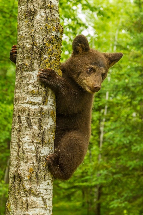 Picture of MINNESOTA-PINE COUNTY BLACK BEAR CUB CLIMBING TREE 