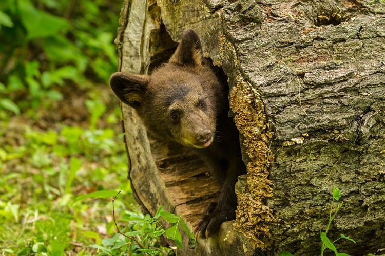 Picture of MINNESOTA-BLACK BEAR CUB-CAPTIVE