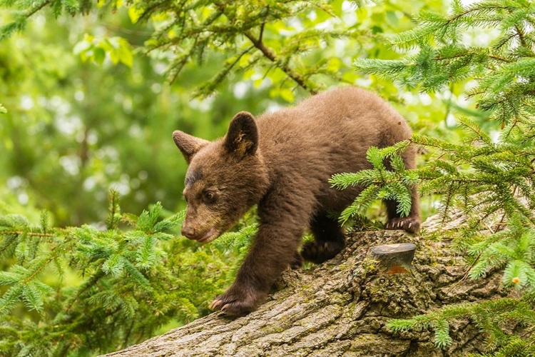 Picture of MINNESOTA-BLACK BEAR CUB-CAPTIVE