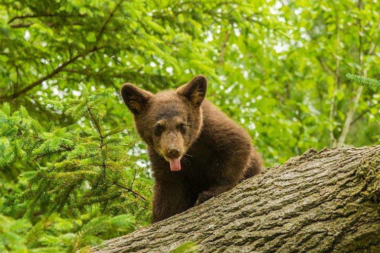 Picture of MINNESOTA-PINE COUNTY BLACK BEAR CUB ON TREE 