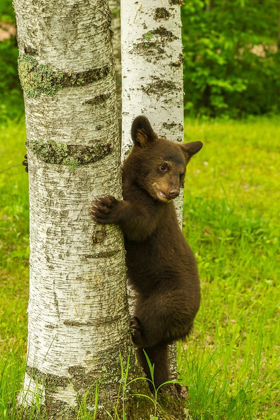 Picture of MINNESOTA-BLACK BEAR CUB CLIMBING TREE-CAPTIVE