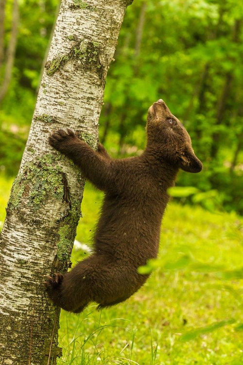 Picture of MINNESOTA-PINE COUNTY BLACK BEAR CUB CLIMBING TREE 