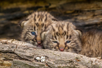 Picture of MINNESOTA-PINE COUNTY BOBCAT KITTENS CLOSE-UP 