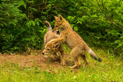 Picture of MINNESOTA-PINE COUNTY COYOTE PUPS PLAYING AT DEN 