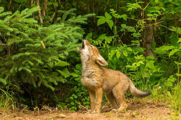 Picture of MINNESOTA-COYOTE PUP HOWLING AT DEN-CAPTIVE