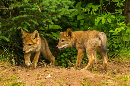 Picture of MINNESOTA-COYOTE PUPS AT DEN-CAPTIVE