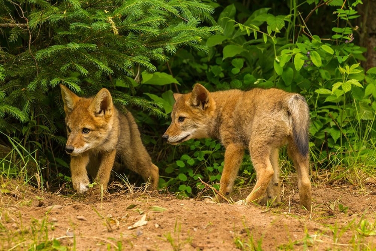 Picture of MINNESOTA-COYOTE PUPS AT DEN-CAPTIVE